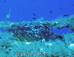 Large Grouper taking a rest on the hull of the Zenobia wr... by Steve Dance 